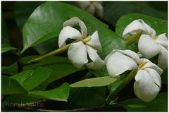 Gardenia resinifera